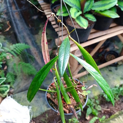 Hoya sp. Sulawesi - Rare Tropical Wax Plant