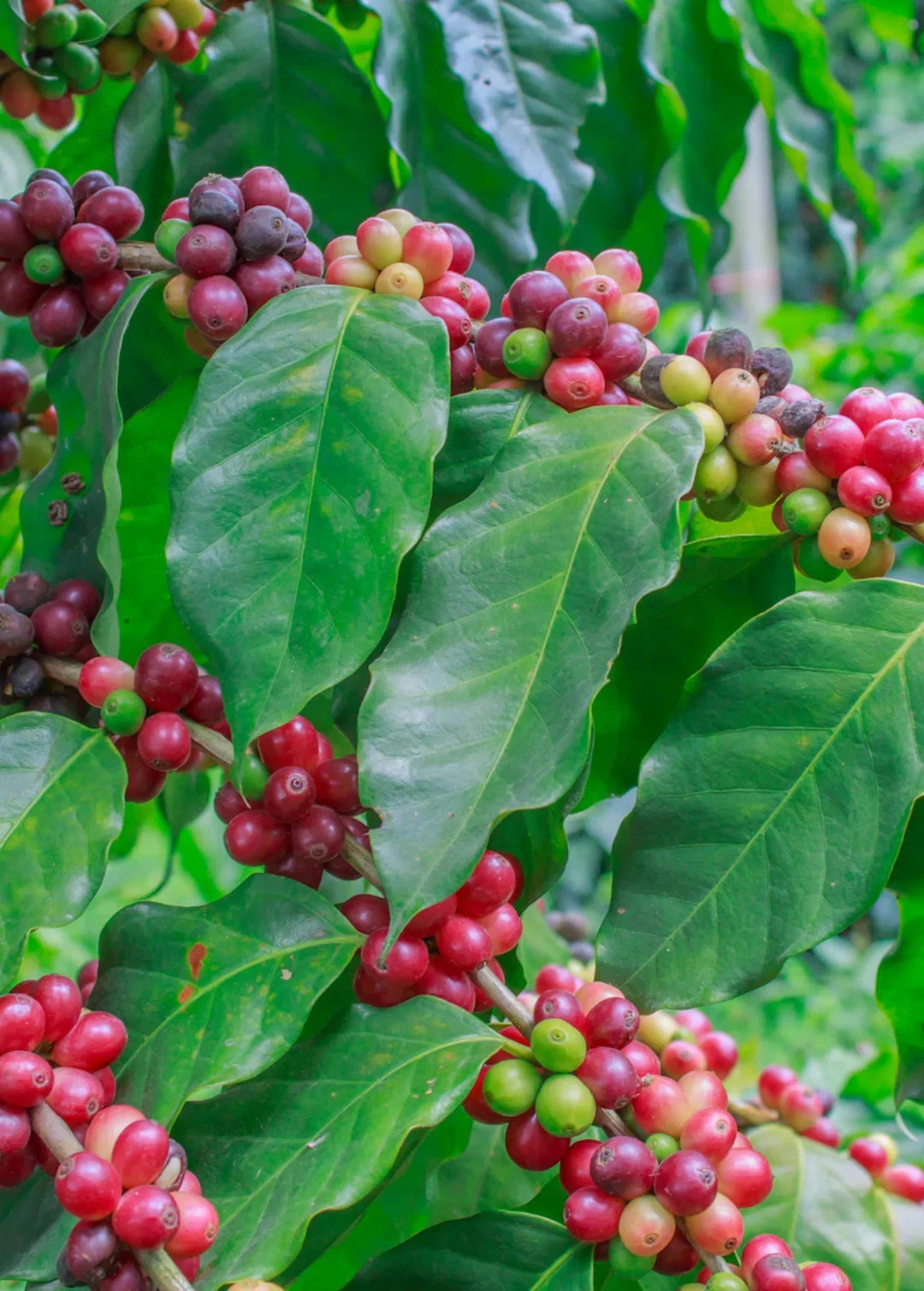 SL6 Coffee Seeds (Coffea arabica var. SL6) – Premium Certified Kenyan Selection Specialty Gourmet Coffee Bean Seeds for Planting (120 Pcs)