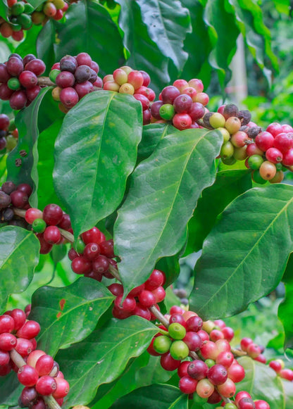 SL6 Coffee Seeds (Coffea arabica var. SL6) – Premium Certified Kenyan Selection Specialty Gourmet Coffee Bean Seeds for Planting (120 Pcs)