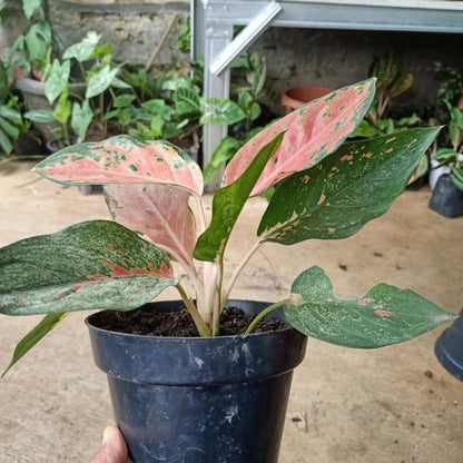 Rare Aglaonema Kochin Nezkia Live Plant - Premium Tropical Aroid Houseplant