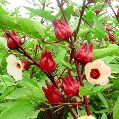 100+ Organic Roselle Seeds (Hibiscus sabdariffa) – Premium Red Hibiscus Tea Plant & Edible Calyx Seeds for Planting