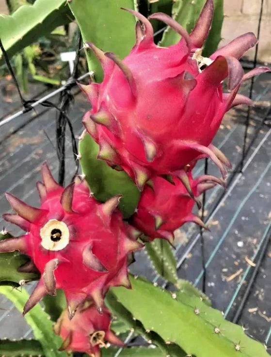Red Jaina Dragon Fruit Seeds (Hylocereus costaricensis) – 5.000+ Premium Red Pitaya Seeds