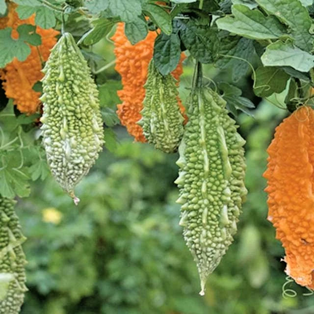 Forest Bitter Melon (Momordica charantia var. muricata) – 50+ Premium Wild Heirloom Seeds