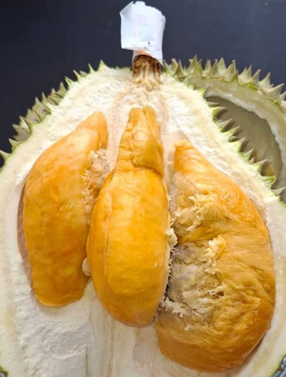 Super Tembaga Durian Fruit Tree - Grafted Premium Rare Variety
