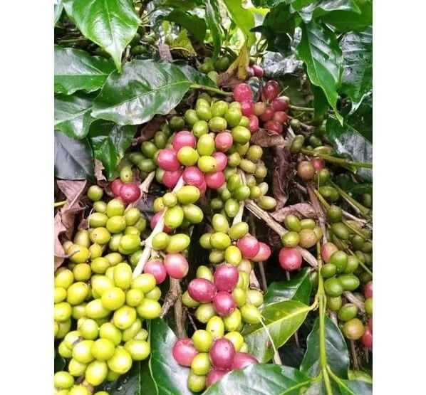 Arabica Coffee Seeds (Coffea arabica / 300+ Premium Highland Specialty Coffee Seeds) – Premium Gourmet Specialty Coffee Plant Seeds for Planting
