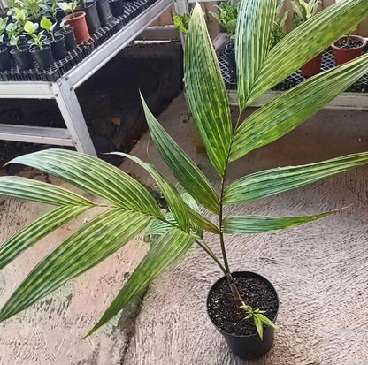 Pinanga crassipes – Rare Tropical Palm Specimen