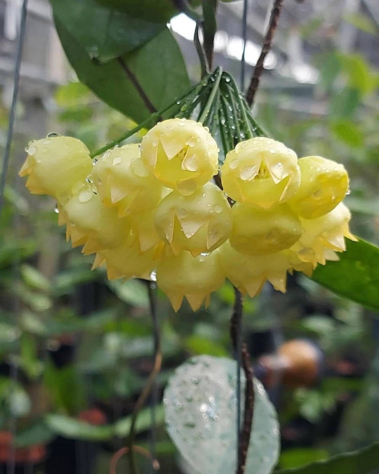 Rare Hoya Inflata Live Plant - Premium Blooming Tropical Lantern Wax Plant Collector Specimen