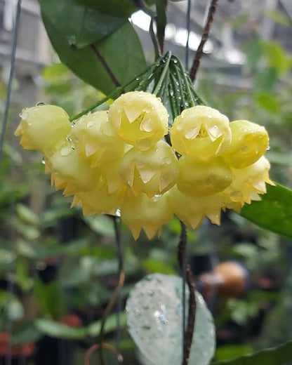 Rare Hoya Inflata Live Plant - Premium Blooming Tropical Lantern Wax Plant Collector Specimen