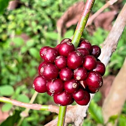 2,000+ Ijen Coffee Seeds (Coffea arabica var. 'Ijen') – Premium Volcanic Highland Specialty Arabica Bean Tree Seeds for Planting