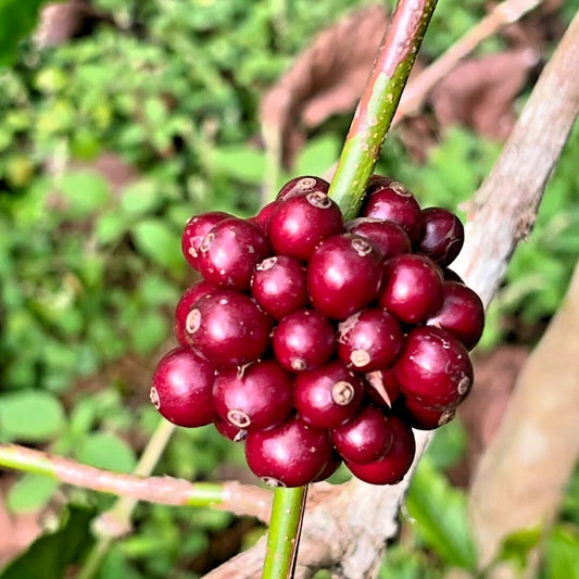 2,000+ Ijen Coffee Seeds (Coffea arabica var. 'Ijen') – Premium Volcanic Highland Specialty Arabica Bean Tree Seeds for Planting
