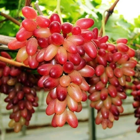 Exotic Premium Grape Seeds var. Manicure Finger (Vitis vinifera 'Manicure Finger') – Unique Slender Two-Tone Table Grape Seeds for Planting (100+ Pcs)