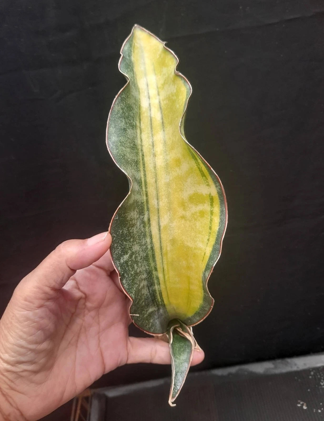 Sansevieria 'Coral Blue' Variegated Yellow - Ultra-Rare Collector’s Specimen