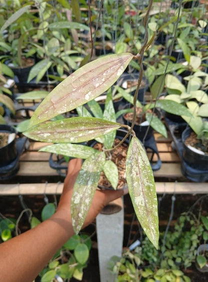 New Hoya Rindu Raflesia Splash Unique Plant Tropical House Seeds / Cuttings (Hoya rindu 'Raflesia Splash') – Premium Certified Variegated Tropical Waxflower Plant for Planting