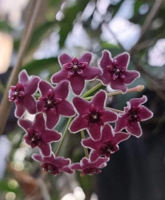 Hoya Globulifera sp Papua Rare Wax Plant | Tropical Indoor Outdoor Hoya | Exotic Collector Houseplant
