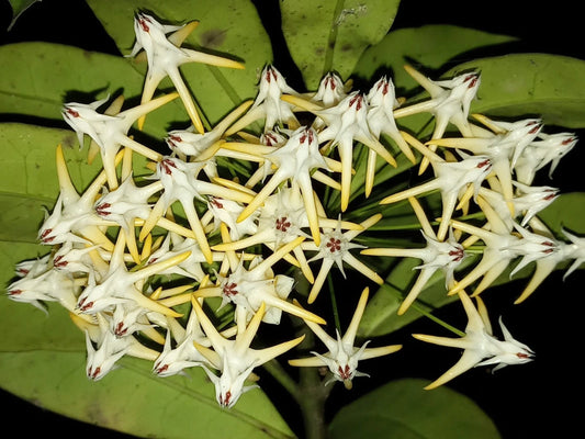 Hoya multiflora var. javanica Rare Tropical Wax Plant (1+ Rare Exotic Epiphytic Shrub-Like Vine Specimen) – Premium Live Botanical Plant for Indoor Growing & Collectors