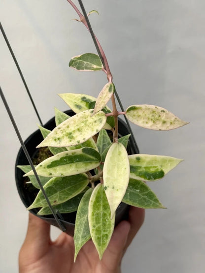 Hoya Verticillata Variegated Tropical Indor Outdor Wax Plant