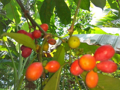 Melinjo Grafted - Premium Gnetum Gnemon Tropical Fruit Tree