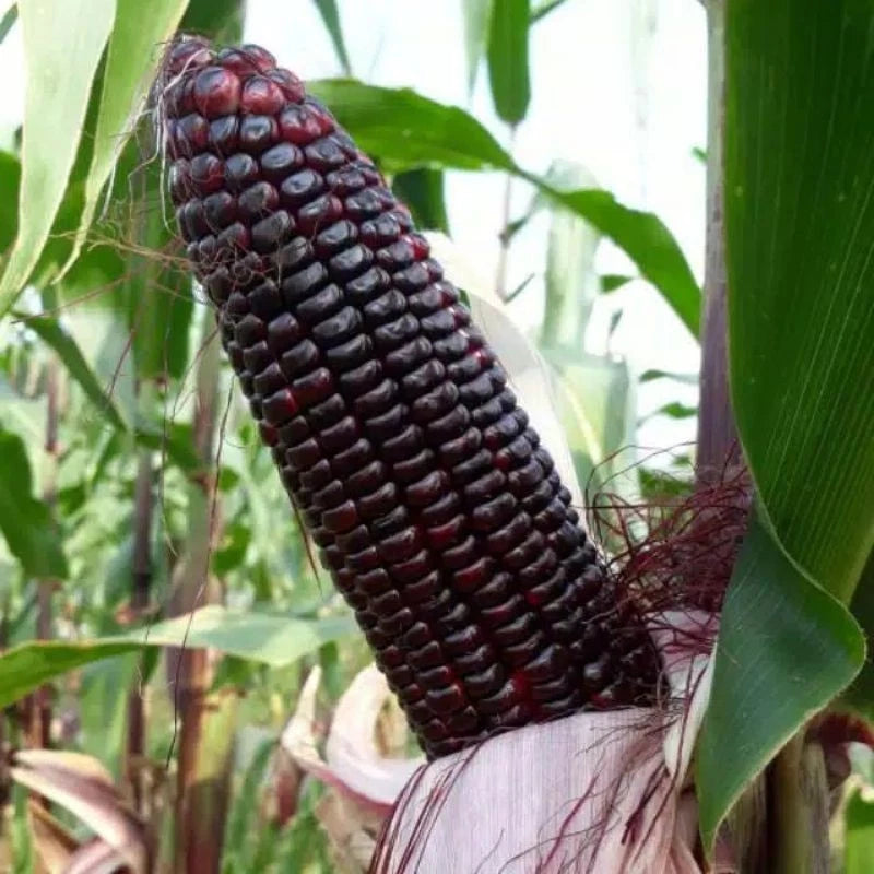 Premium Purple Waxy Corn Seeds (Zea mays ceratina) – Heirloom Sticky Sweet Corn Seeds for Planting (2,000+ Pcs)