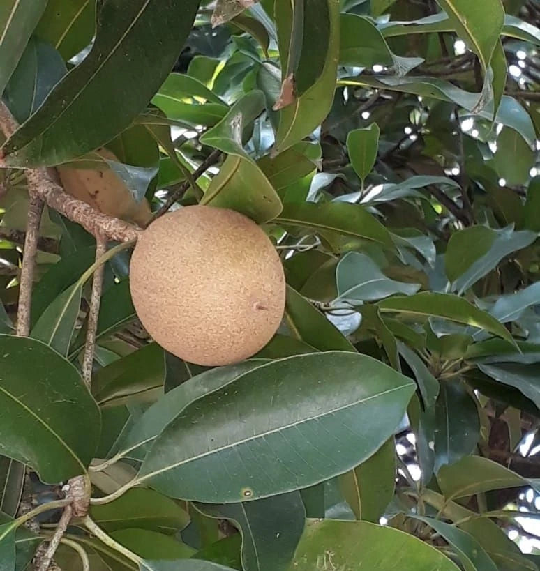 Guthi Sapodilla (Manilkara zapota) – 35+ Premium Chikoo Seeds