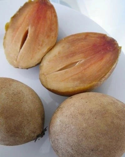 Madu Sapodilla Seeds (Manilkara zapota 'Madu') – 35+ Premium Fresh High-Yield Sweet Honey Sawo Seeds