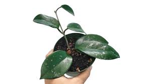 Hoya Cinnamomifolia × Glabra sp Sumatra Rare Wax Plant | Tropical Indoor Outdoor Hoya | Collector Houseplant