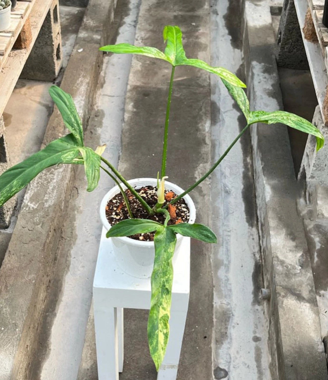 Philodendron holtonianum Variegated – Rare Collector’s Aroid