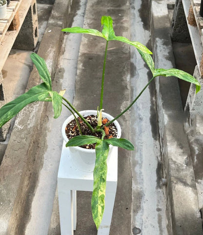 Philodendron holtonianum Variegated – Rare Collector’s Aroid