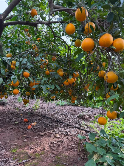 Navel Sweet Orange Seeds (Citrus sinensis) – 30+ Premium Fresh Citrus Seeds