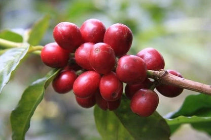 Robusta Coffee Seeds (Coffea canephora var. Robusta) – Premium Certified High-Caffeine Specialty Coffee Bean Seeds for Planting (120 Pcs)