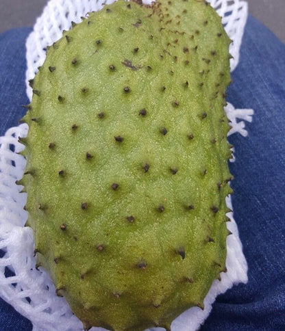 Premium 'Sweet El Salvador' Soursop Seeds (Annona muricata) – Elite Low-Fiber Graviola Heirloom Seeds (100 Count)