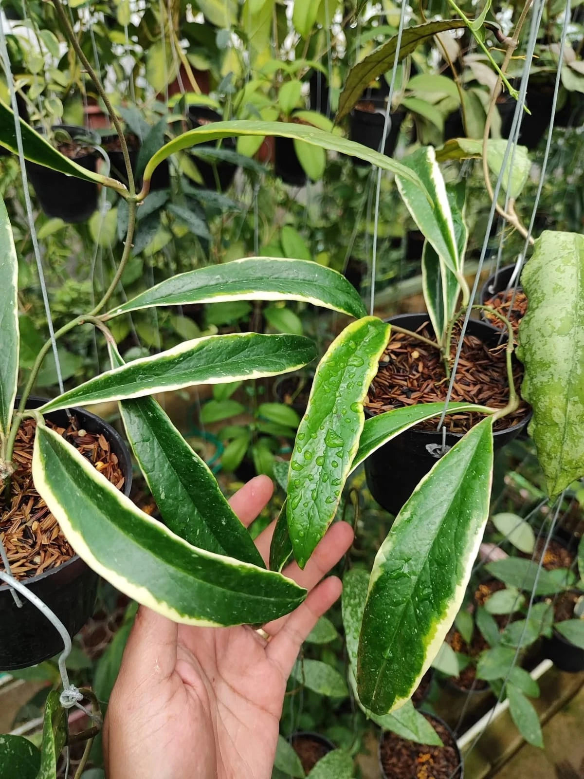 Rare Hoya Sulawesiana Albomarginata (Hoya sulawesiana 'Albomarginata') – Stunning Variegated Tropical Wax Plant Cutting / Rooted Node