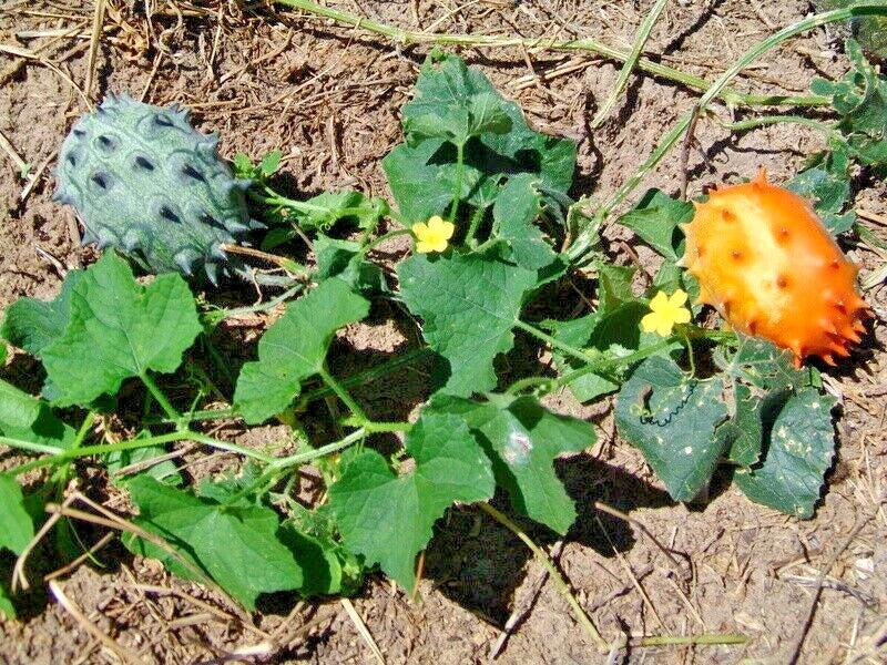 Kiwano Melon Seeds (Cucumis metuliferus) – 50+ Premium Rare Exotic Horned Melon / Jelly Melon Seeds for Planting