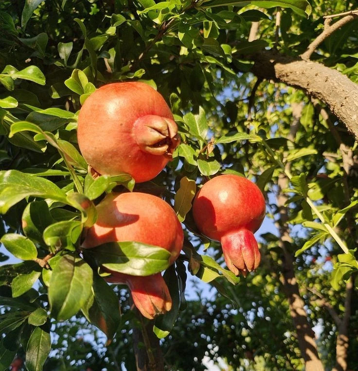 Premium 'Dholka' Pomegranate Seeds (Punica granatum) – Authentic Rare Indian Cultivar Heirloom Fruit Seeds (100 Count)