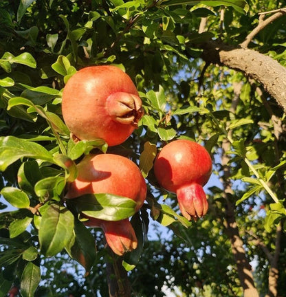 Premium 'Dholka' Pomegranate Seeds (Punica granatum) – Authentic Rare Indian Cultivar Heirloom Fruit Seeds (100 Count)