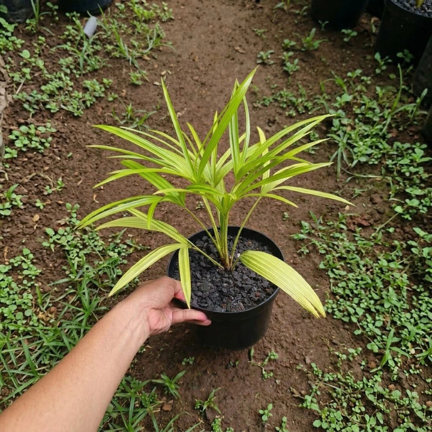 Livistona benthamii ‘Golden’ – Rare Tropical Fan Palm
