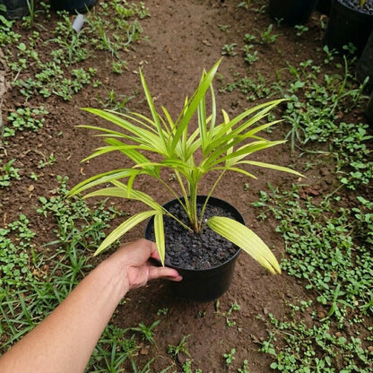 Livistona benthamii ‘Golden’ – Rare Tropical Fan Palm