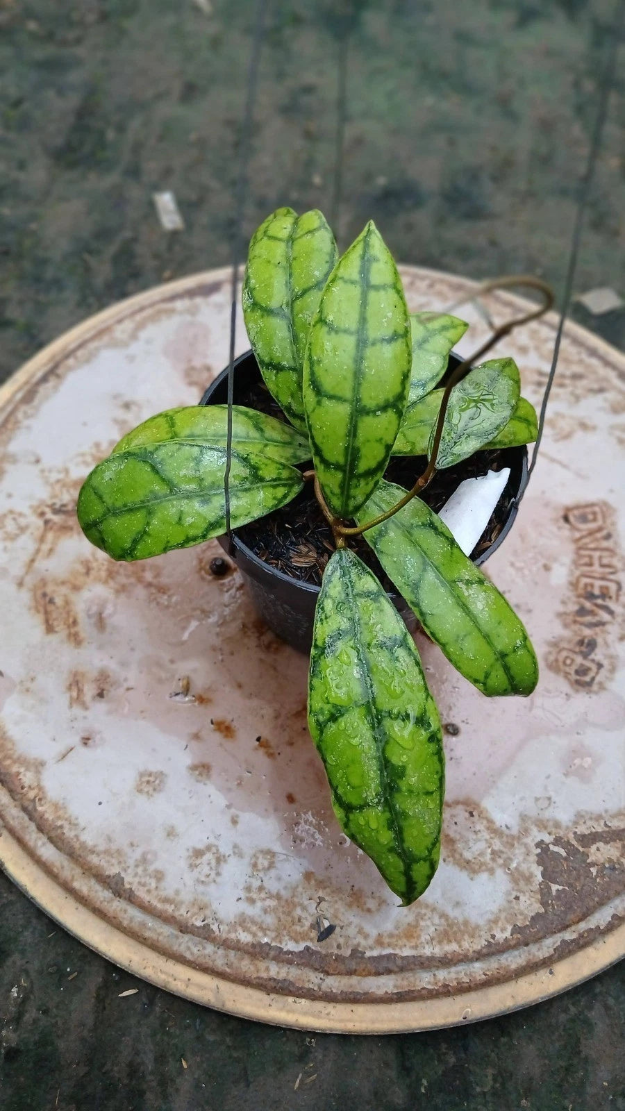 Hoya callistophylla 'Lightning' – Rare Tropical Wax Plant