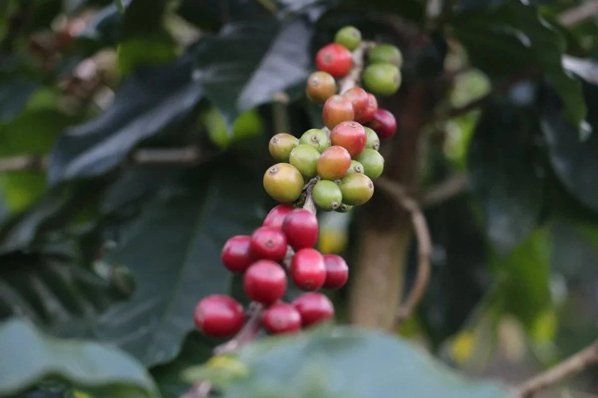 Maragogipe Coffee Seeds (Coffea arabica var. Maragogipe) – Premium Certified High-Yield Specialty Gourmet Elephant Coffee Bean Seeds for Planting (120 Pcs)