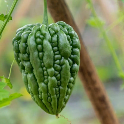 Green Apple Bitter Melon Seeds (Momordica charantia) – Premium Round Green Bitter Gourd Vegetable Seeds for Planting (100+ Pcs)