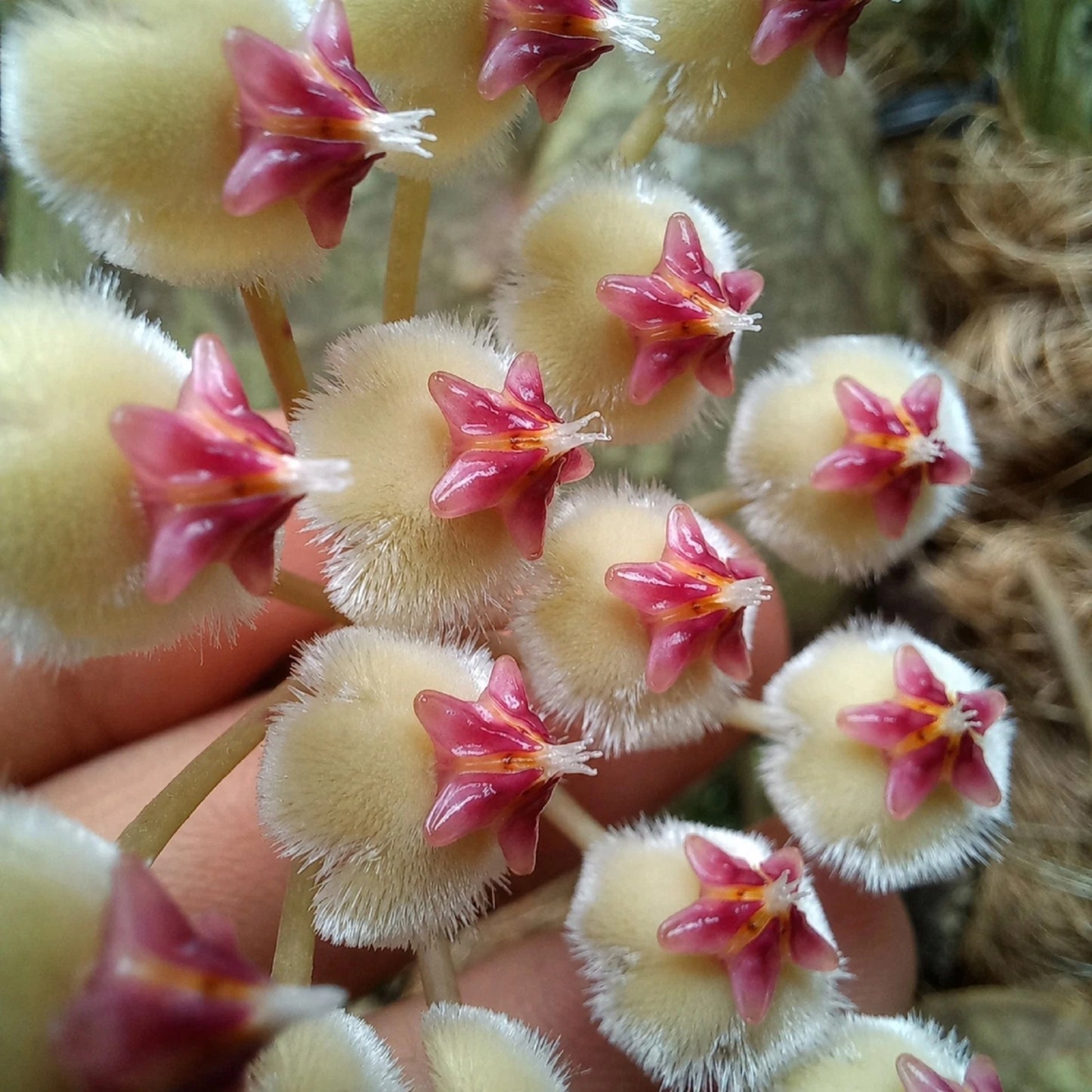 Hoya imbricata – Rare Exotic Shingle Hoya