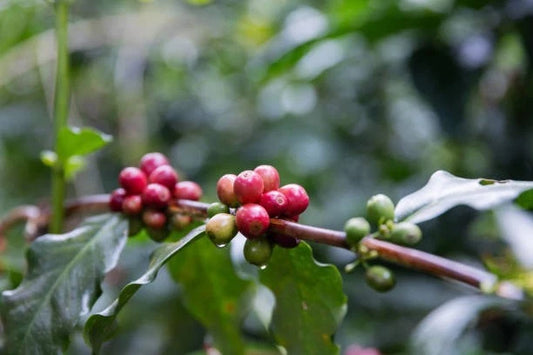Vitoria Incaper 8142 Coffee 300+ Seeds (Coffea canephora var. Vitória Incaper 8142) – Bulk Conilon / Robust Specialty Coffee Beans for Planting and Cultivation