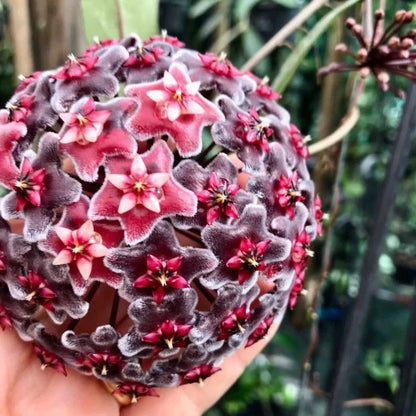 Hoya Pubicalyx Splash Seeds (Rare Variegated Tropical Wax Plant Seeds) – Premium Exotic Botanical Specimen Plant Seeds for Planting