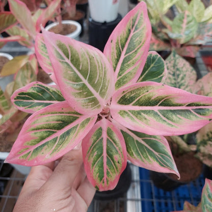 Rare Aglaonema Lotus Delight Live Plant - Premium Tropical Pink & Green Chinese Evergreen