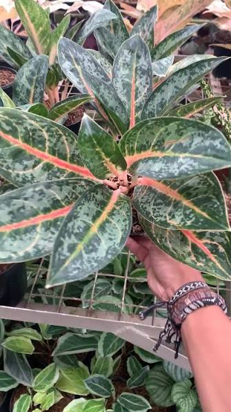 Aglaonema 'Gajah Mada' - Iconic & Sturdy Tropical Houseplant