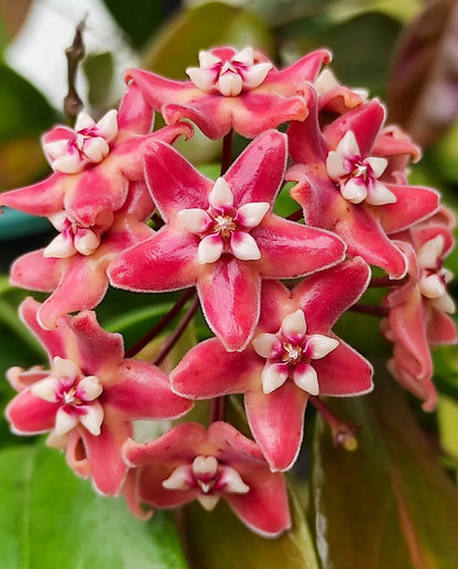 Hoya subcalva - Rare Fragrant Tropical Wax Plant