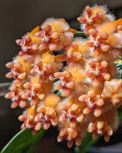 Hoya praetorii – Rare Exotic Tropical Wax Vine