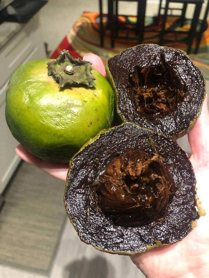 Matt's Giant Black Sapote Seeds (20 pcs) - Authentic Diospyros nigra Chocolate Pudding Fruit Seeds