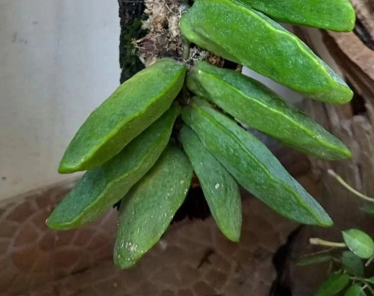 Rare Dischidia Major - Premium Exotic Tropical Epiphyte Unique Hanging Houseplant Collector Specimen