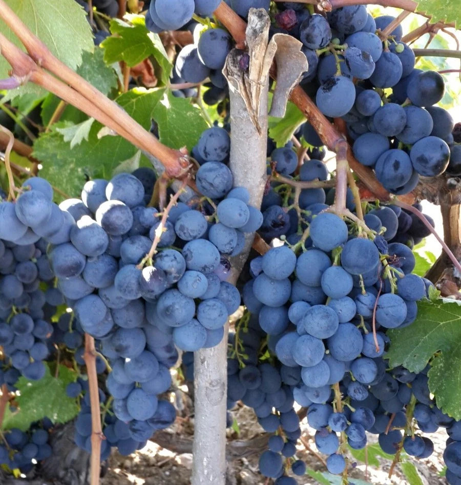Tempranillo Grape (Vitis vinifera) – 100+ Premium Table & Wine Grape Seeds