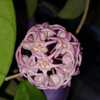 Hoya Polypus Splash Seeds (Rare Tropical Wax Plant Specimen / 15+ Exotic Variegated Asclepiad Vine Seeds) – Premium Botanical Specimen Plant Seeds for Planting